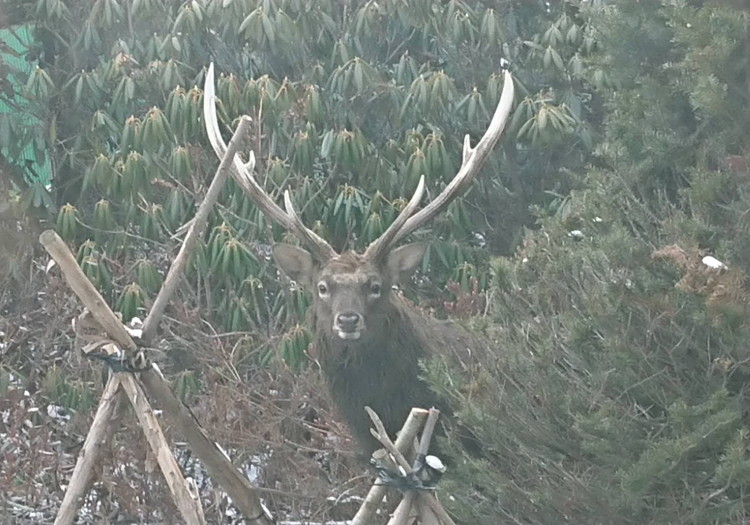 野生動物との遭遇も珍しくありません。トマムだから出会える感動があります。