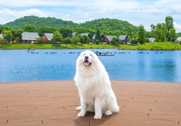 全室コテージタイプの客室で、大切な愛犬との旅のひと時をお過ごしいただけます。