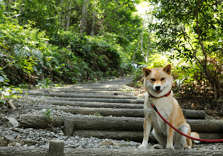 すべてのヴィラで愛犬と一緒にお泊まりいただけます