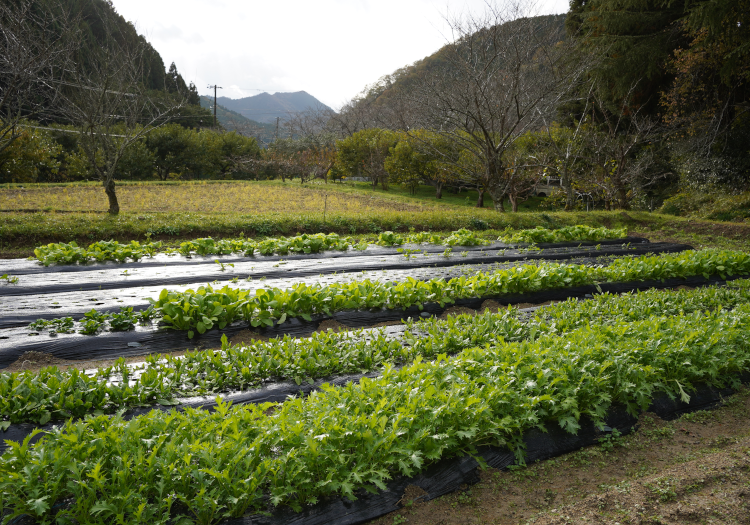 敷地内の農園にて、お米や季節の野菜を自分達で育てています。収穫体験も人気！