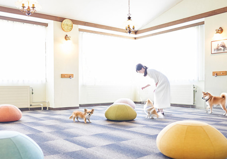 天候を気にせず遊べる屋内ドッグラン。他の愛犬たちとの出会いも楽しめます。