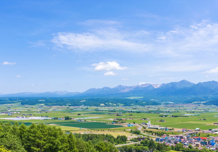 なだらかな丘が広がる中富良野町。雄大な自然に囲まれた環境で働くことができます。
