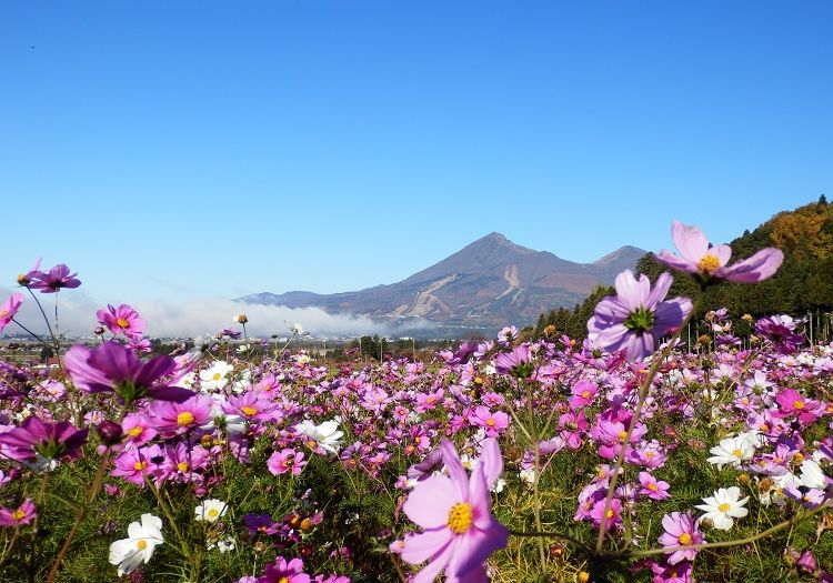 敷地内にはハーブガーデンも。200種類のハーブや季節のお花を四季折々で楽しめます