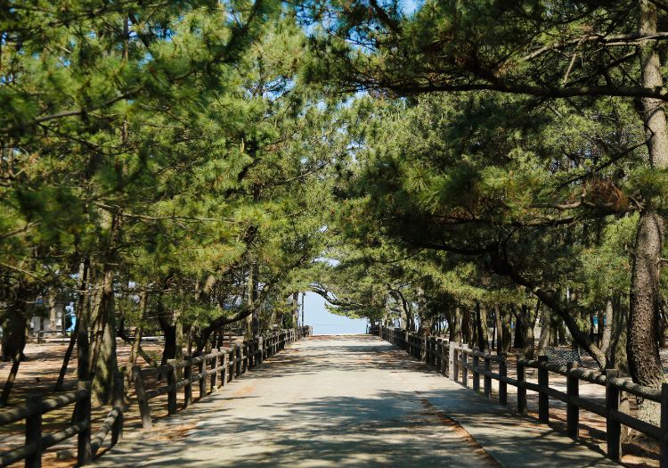 約2.5kmの白砂青松「慶野松原」。浜辺ウォーキングや潮風散歩も、ご提案メニューです。