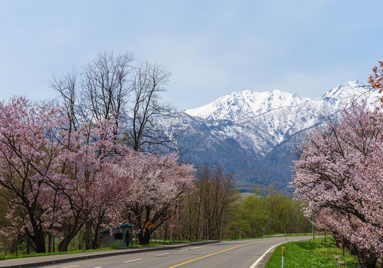 春は桜と山々が彩る富良野。四季折々の風景が日々の暮らしを豊かにしてくれます。
