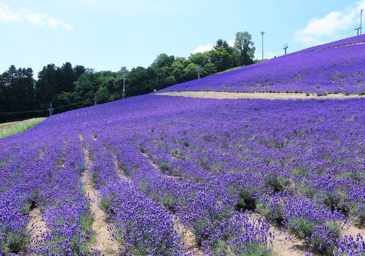 夏は一面のラベンダーが広がる富良野。世界に知られる景観が職場の近くにあります。