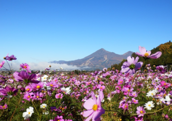 敷地内にはハーブガーデンも。200種類のハーブや季節のお花を四季折々で楽しめます